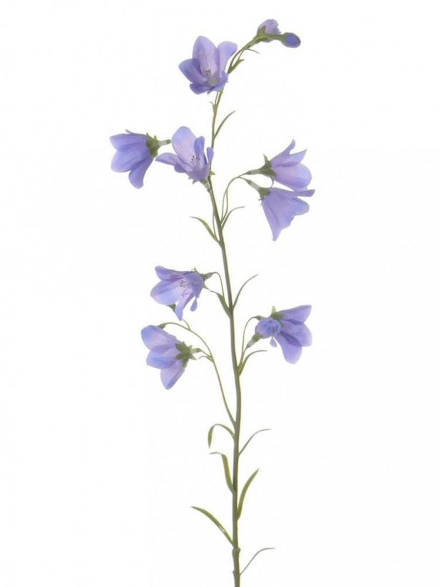 Zvončeky modrofialové, 8 kvetov, 70cm
