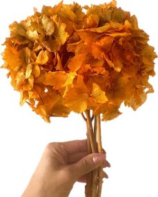 Stabilizovaná hortenzia oranžová zvazok