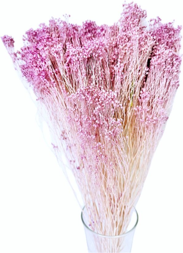 Stabilizovanéý Broom Bloom lila, kytice/svazek - Balení: 100g