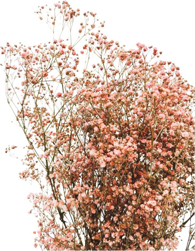 Nevěstin závoj/stabilizovaná Gypsophila svazek/kytice starorůžová - Balení: 90g-95g