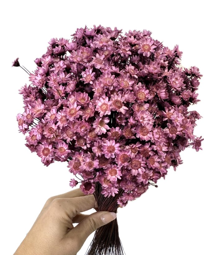 Sušená glixia LILAC/VIOLET, kytica/zväzok 50g