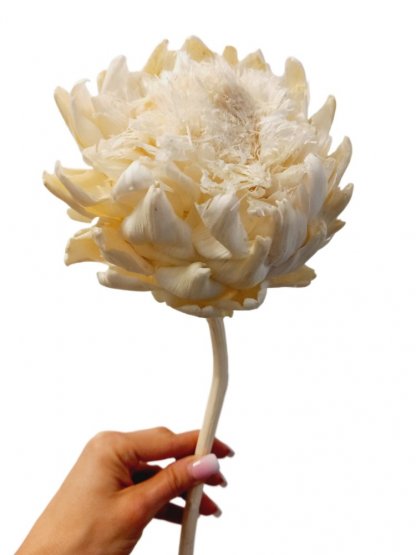 Stabilizovaný artičok XL bielený 30-40cm, kvet Ø 10-12cm