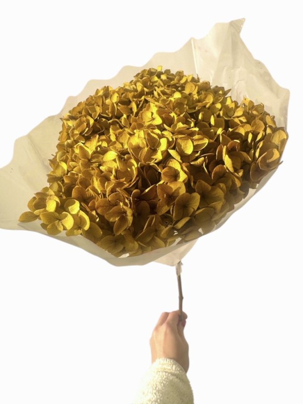 Stabilizovaná hortenzia CABEZA prírodná zelená XL