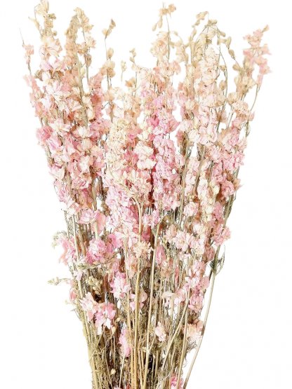 Sušená ostrožka (Delphinium) růžový nádech svazek