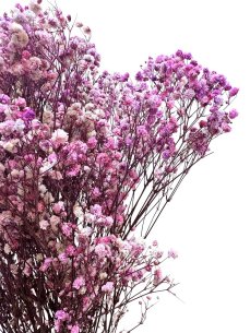 Nevěstin závoj/stabilizovaná Gypsophila zväzok/kytica RUŽOVOFIALOVÁ MELÍROVANÁ