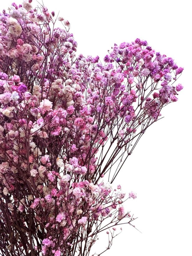 Nevěstin závoj/stabilizovaná Gypsophila svazek/kytice RŮŽOVOFIALOVÁ ŽÍHANÁ - Balení: 100g