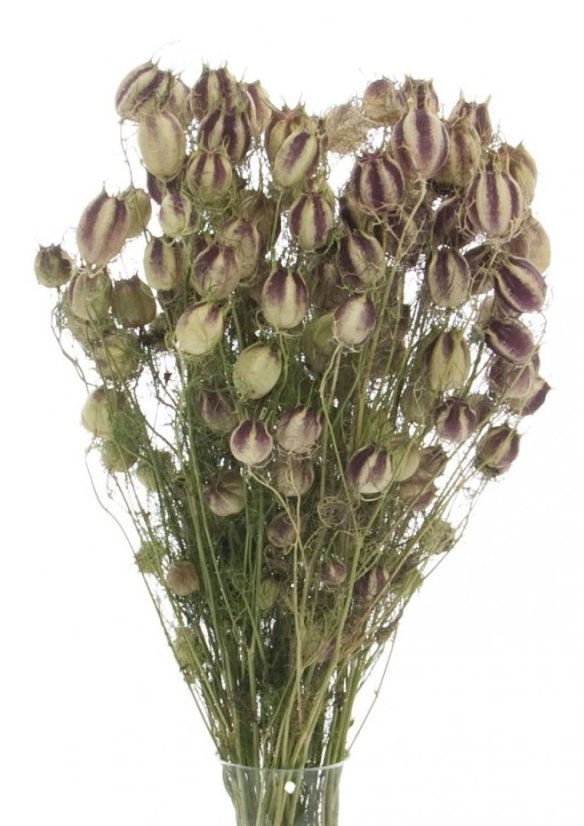Sušená černucha (Nigella) přírodní svazek - Balení: 45g