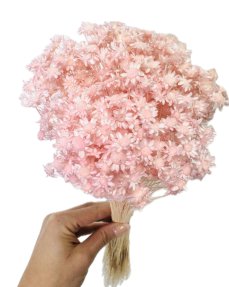 Sušená glixia světle růžová Baby Pink, kytice/svazek 50g