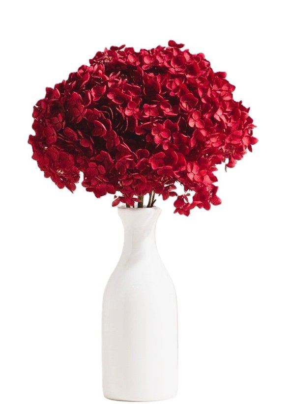 Stabilizovaná hortenzia CABEZA červená XL