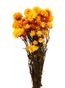 Helichrysum, slaměnka žlutá, svazek