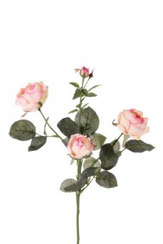 Růže drobná keříková zahradní nádech růžové, 3 květy, 3 poupátka, 73cm