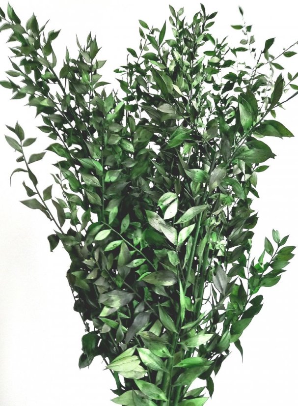 Stabilizovaný ruskus (ruscus) kytica/zväzok zelený vetvičiek - Balenie: 60g