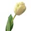 Rozkvetlý tulipán zelený nádech (květ Ø 6.5), PREMIUM QUALITY, pogumovaný 45cm