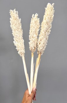 Čirok (Sorghum) bielený 1ks