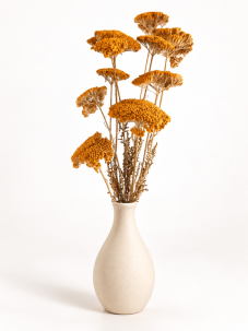 Stabilizovaný rebríček (Achillea) prírodný žltý zväzok/kytica 5ks