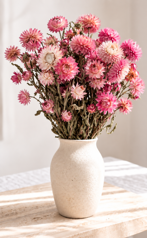 Helichrysum, slamienka ružová/fuchsiová - Balenie: 150g
