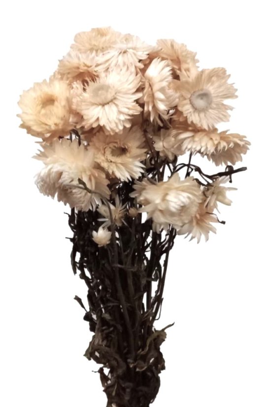 Helichrysum, slaměnka bílá/krémová, svazek Helichrysum, slaměnka bílá/krémová, svazek