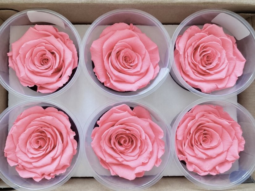 Stabilizovaná růže Rose Amor XL růžová (hlava)