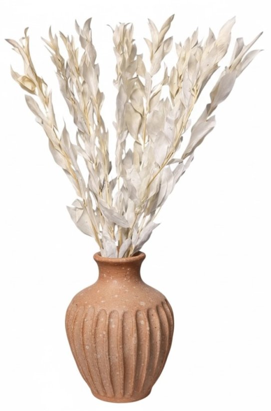 Stabilizovaný ruskus (ruscus) GIGANTE kytica/zväzok bielených vetvičiek s väčšími listami - Balenie: 12 ks