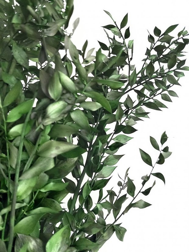 Stabilizovaný ruskus (ruscus) kytica/zväzok zelený vetvičiek - Balenie: 60g