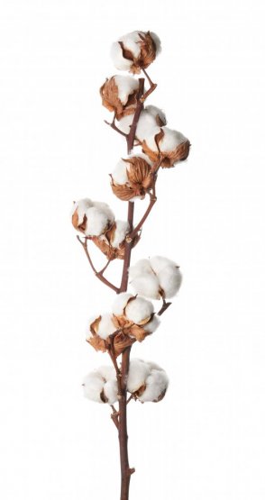 Sušený bavlník větvička 10-11 květů