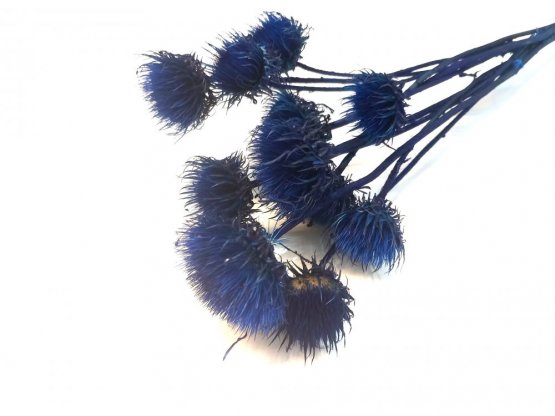 Sušený kvetoucí bodlák modrý balení 5ks