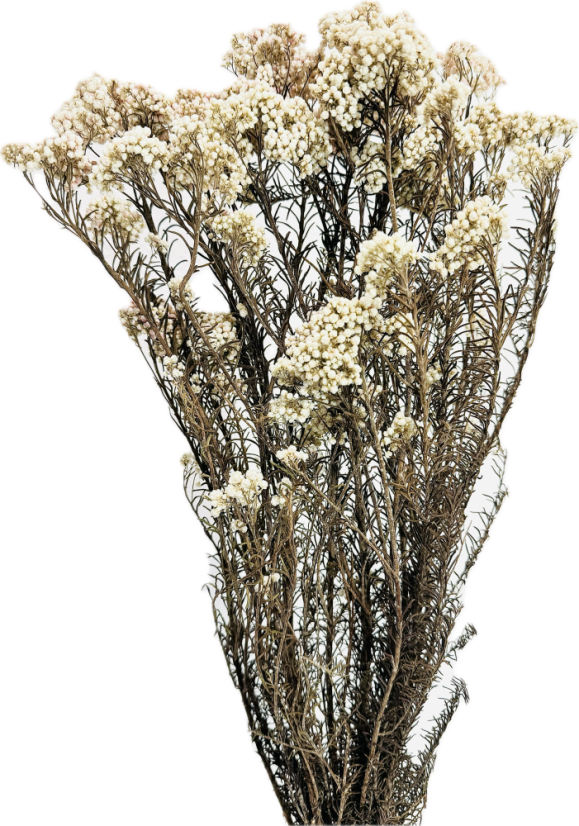 Stabilizovaný ozothamnus diosmi prírodný biely zväzok - Balenie: 90g-95g