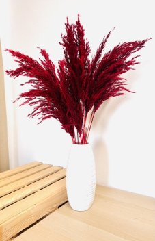 Sušená pampová tráva (pampas) vinová zväzok 10ks, 50cm-60cm
