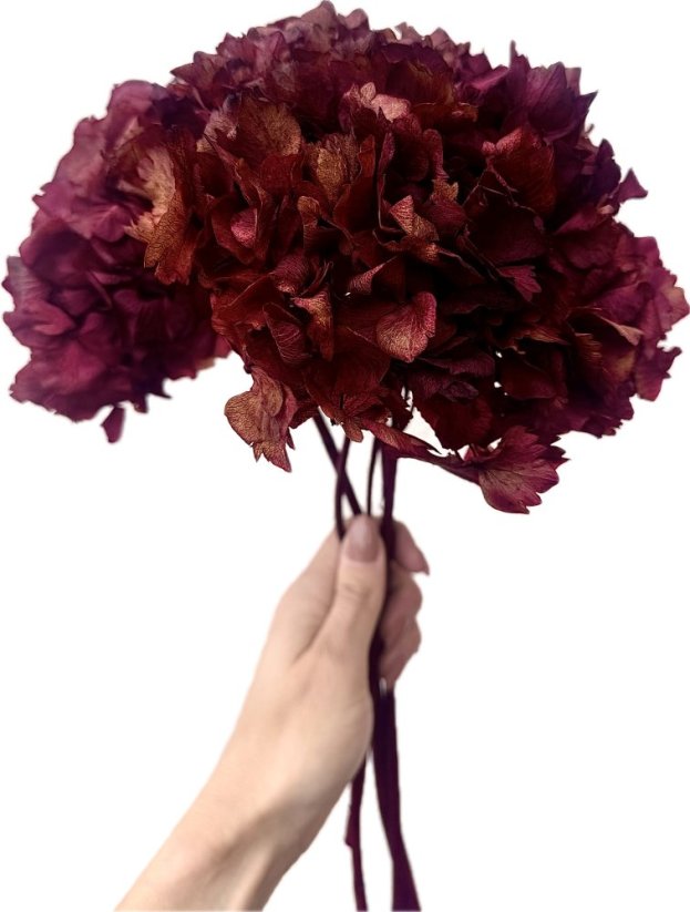 Stabilizovaná hortenzie vínová/bordó svazek