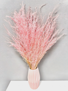 Sušená travina Star Grass světle růžová 60cm, svazek