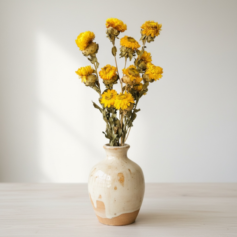 Helichrysum, slamienka žltá