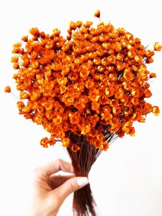 Sušená glixia oranžová, kytice/svazek 50g
