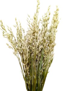Sušený oves přírodní natural svazek