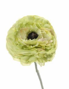 Ranunkulus / živičník kvet Ø8cm, hebká stonka bez listov 36cm   ZELENÝ
