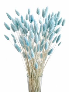 Sušený lagurus (králičí ocásek) baby blue