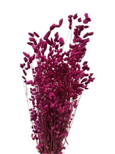 Sušená třesavá tráva Briza purpurová svazek