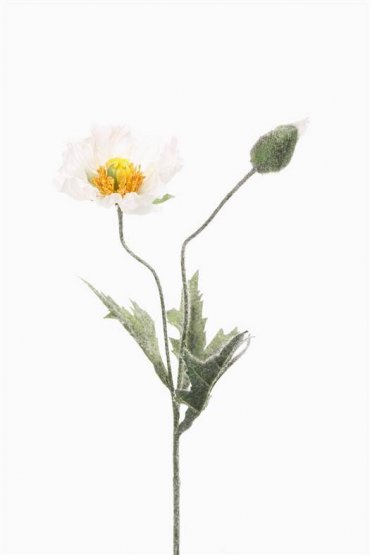 Makový květ bílý, sametově ojíněný stonek a listy, 1 květ, 1 pupen, 40cm