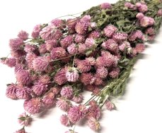 Gomphrena/ Pestrovka sušená ružová, zväzok