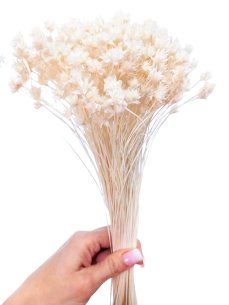 Sušená květina Hill Flower bělená svazek