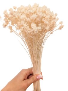 Sušená kvetina Hill Flower bielená zväzok