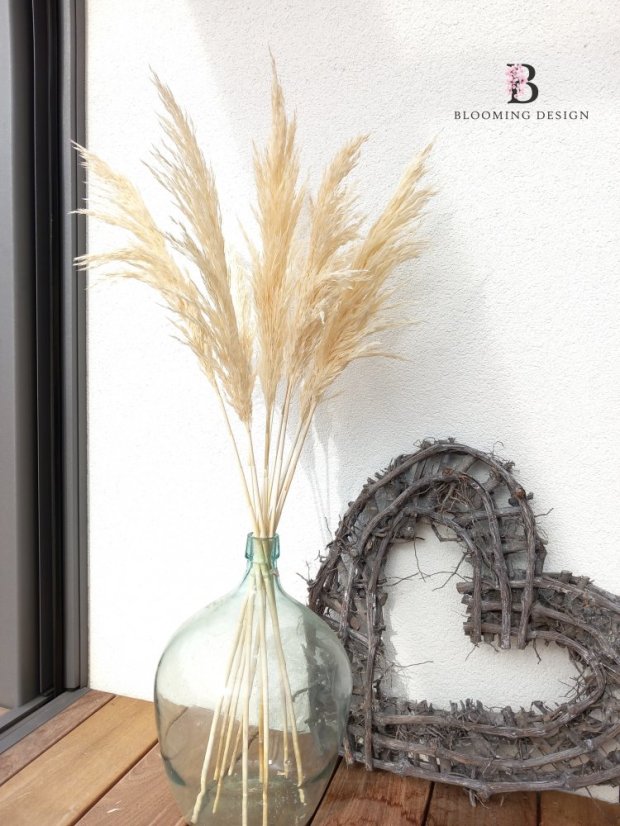 Sušená pampová tráva bielená (smotanový odtieň) 100cm, balenie 10ks