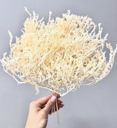 Statice tatarika bělená svazek 50g