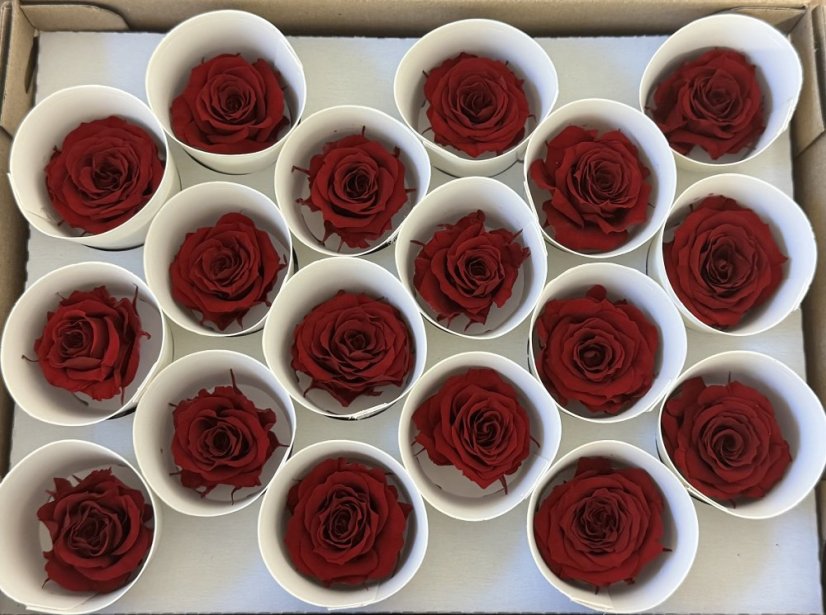 Stabilizovaná ruža Rose Amor  S vinová/bordó (hlava)