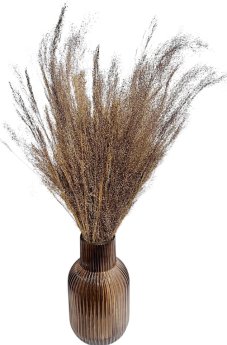 Sušená travina Agrostis přírodní 40cm, svazek