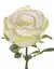 Růže bílozelená 'premium' s listy, květ Ø 10 cm, 75cm