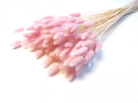 Sušený lagurus (králičí chvostík) baby pink