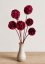 Sušená Scabiosa bordó