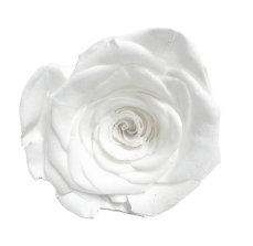 Stabilizovaná ruža L/XL biela (hlava)