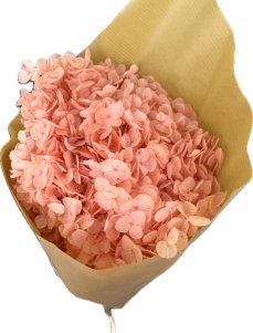 Stabilizovaná hortenzia CABEZA ružová/lososová/peach fuzz XL