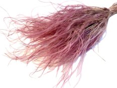 Sušená travina Stipa pastelová bordó svazek